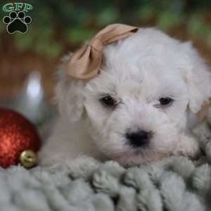 Peppermint (tiny), Bichon Frise Puppy